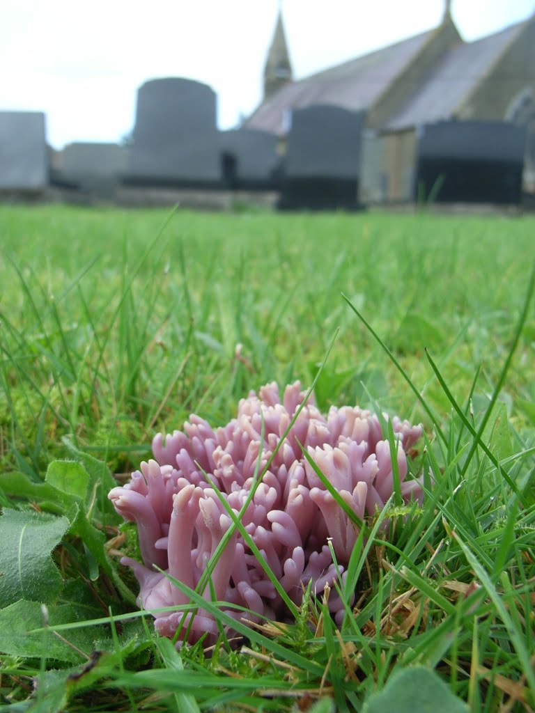 Clavaria zollingeri (Violet Coral) in Penboyr churchyard