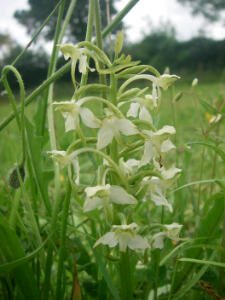 A Greater Butterfly Orchid in the Top Field. Numbers are increasing year on year.