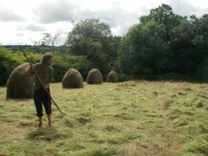 Spreading the hay. Racks built last week visable in the background.