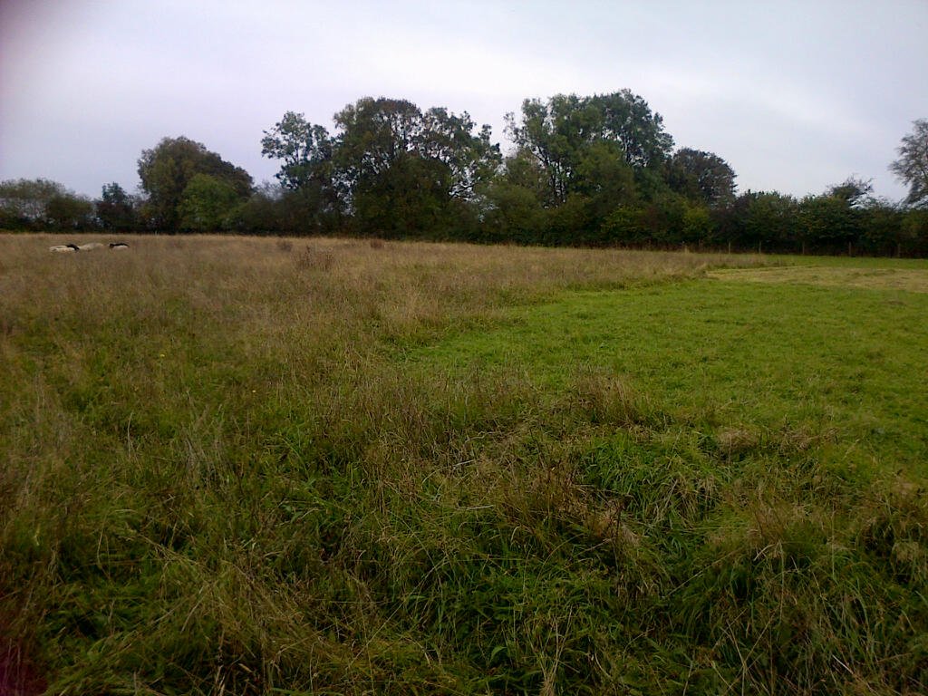Area to the right was cut for hay in July then grazed late August, to left un-grazed since April.