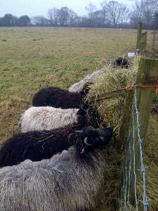 Happy hay munchers