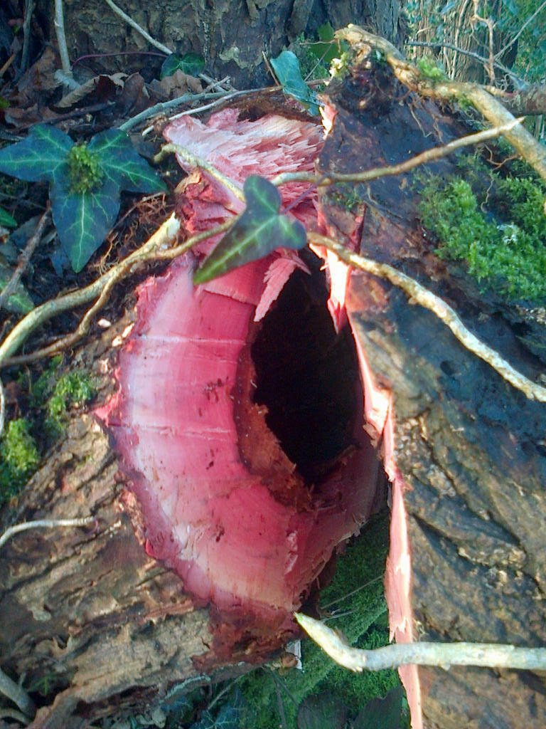 Amazing pink interior of a felled Willow limb