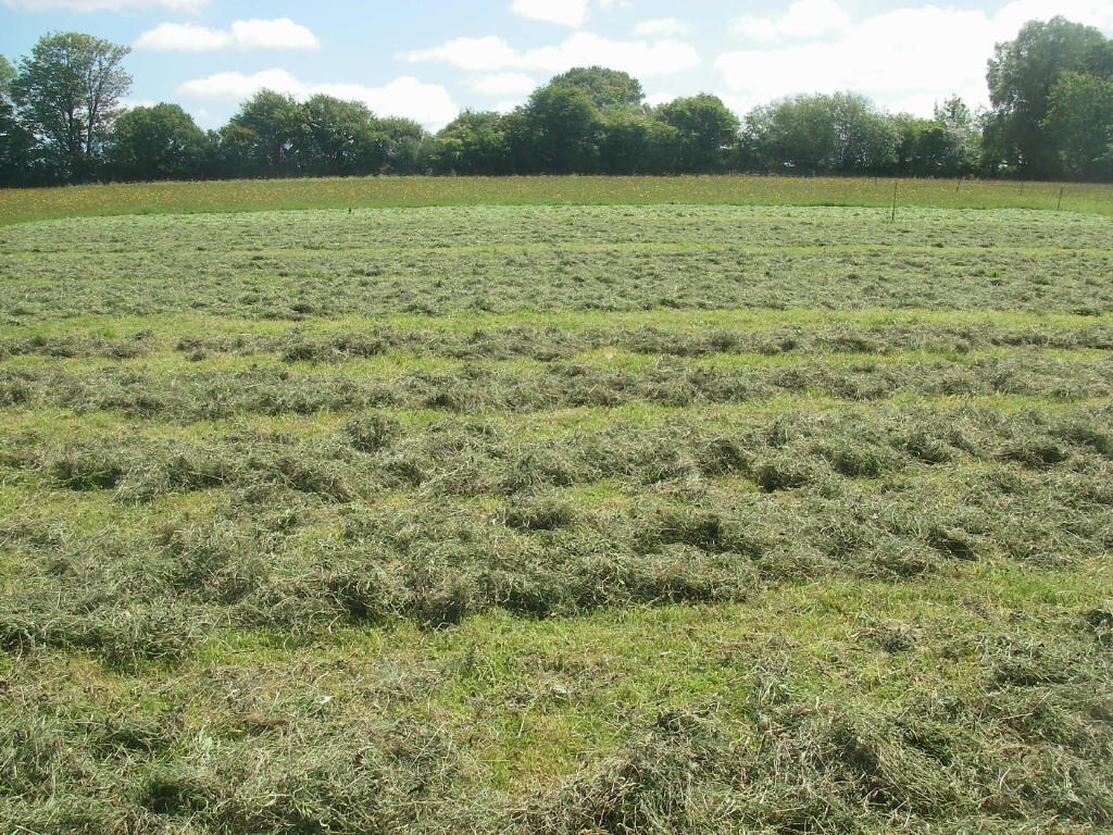Hay spread in the sun. The most recently mown at the top, down to hay ready to cart at the bottom
