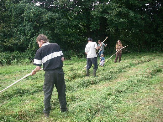 Turning windrows with hay-rakes