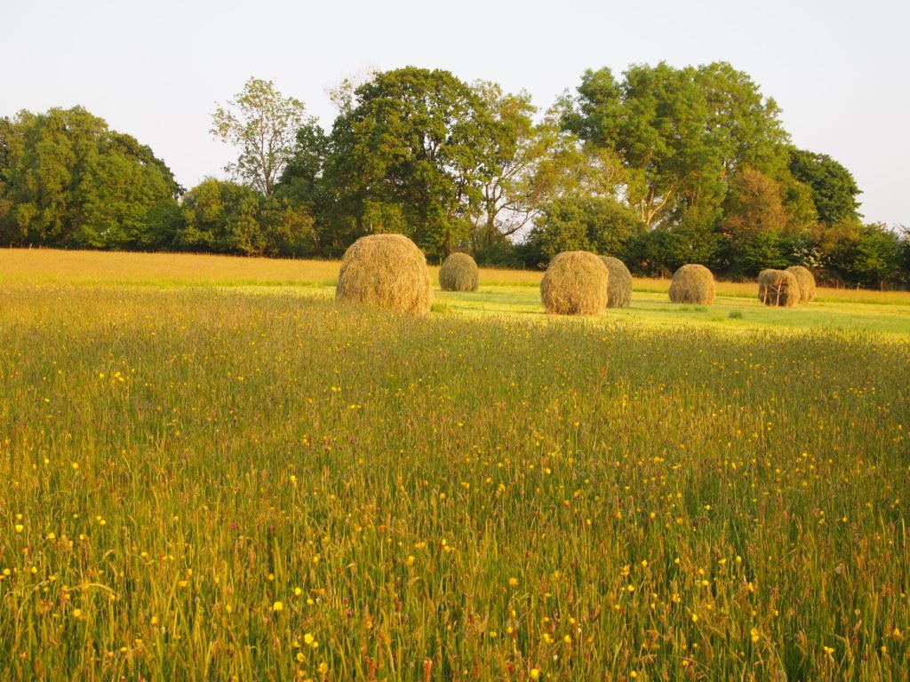 Hay racks in the meadow