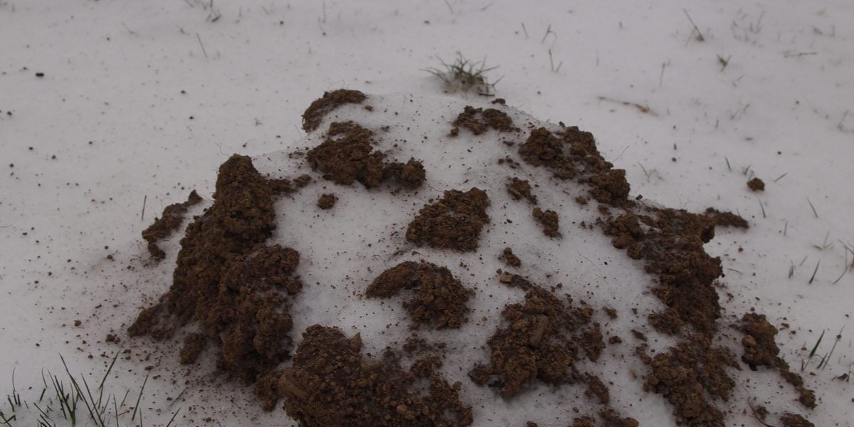 Mole hill in snow