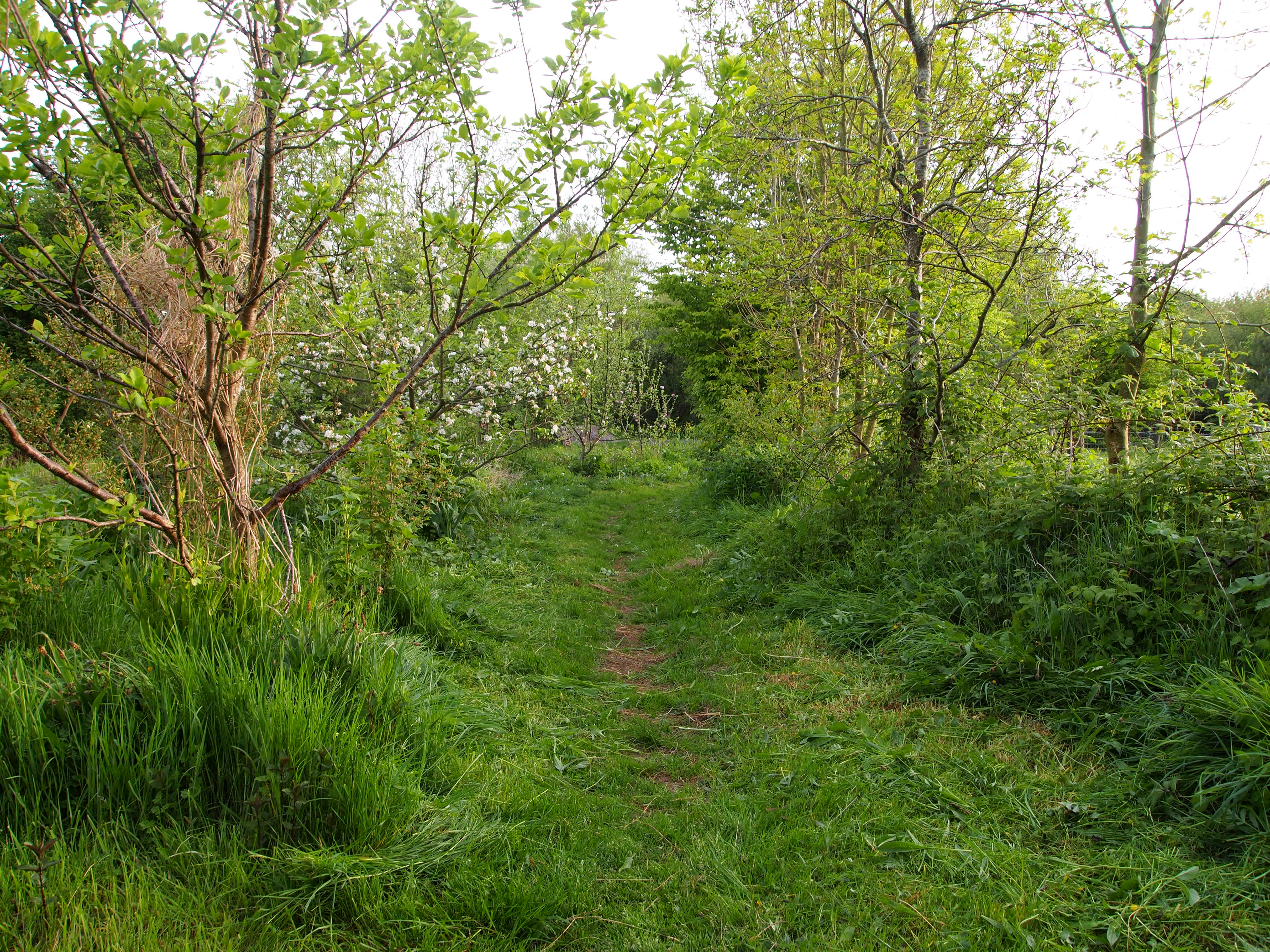 How to Make Scything a Pleasure Scythe Cymru