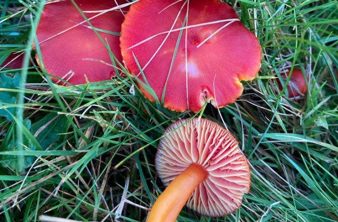 Hygrocybe coccinea, Scarlet Waxcap